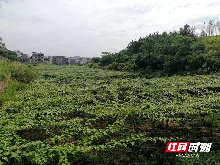 新田红网最新动态速递